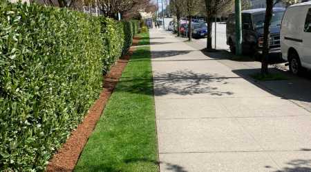 hedge trimming